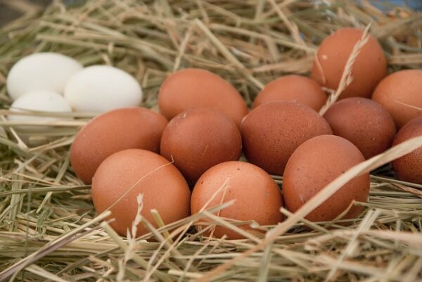 Eggs